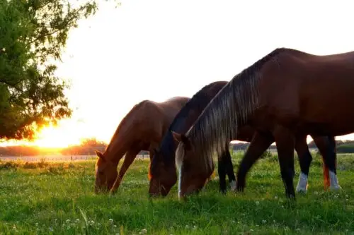 races-chevaux-les-plus-connues