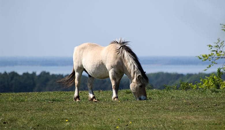 races-chevaux-les-plus-lourds