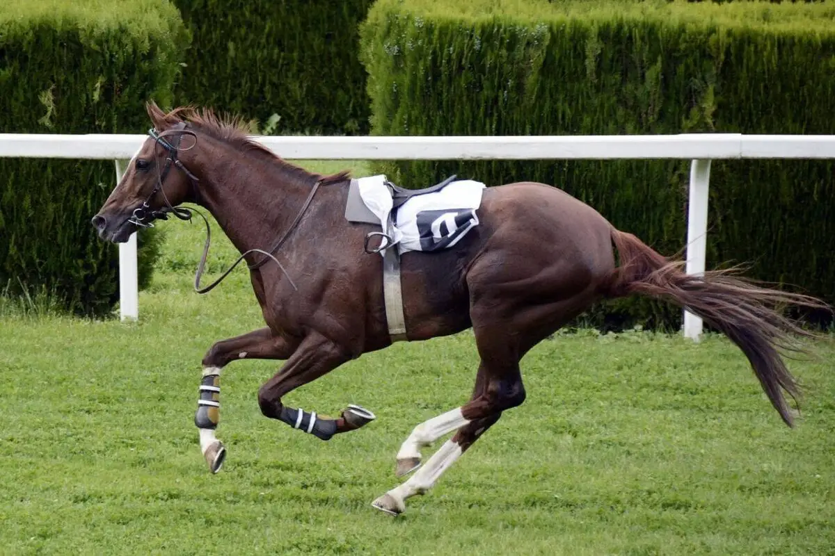 races-chevaux-les-plus-rapides