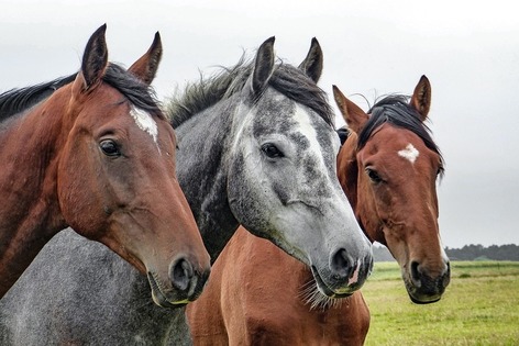 races-chevaux-les-plus-recherchees