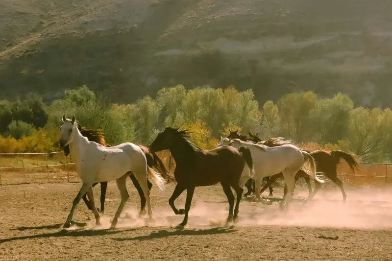 record-vitesse-cheval-au-galop