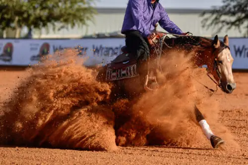 reining-cheval