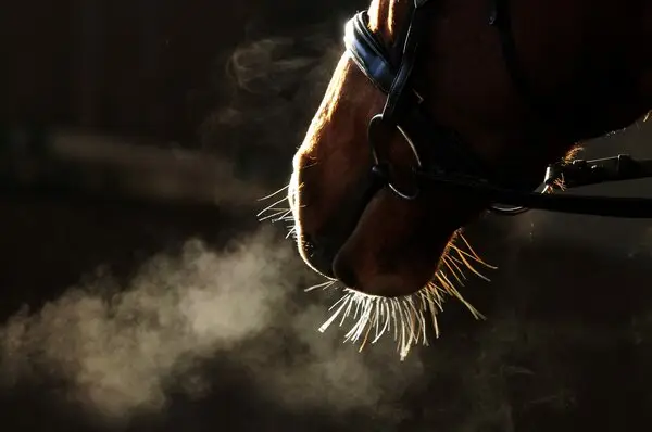 respiration-bruyante-cheval-signification