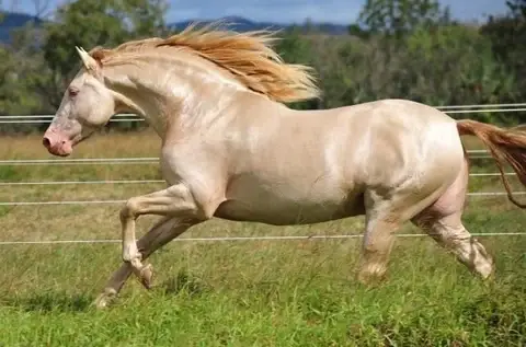 robe-couleur-perlino-cheval-rarete