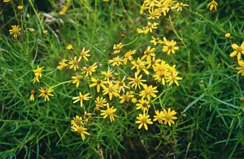 senecon-cheval-plante-toxique-risques