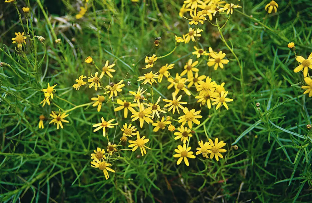 senecon-cheval-plante-toxique-risques