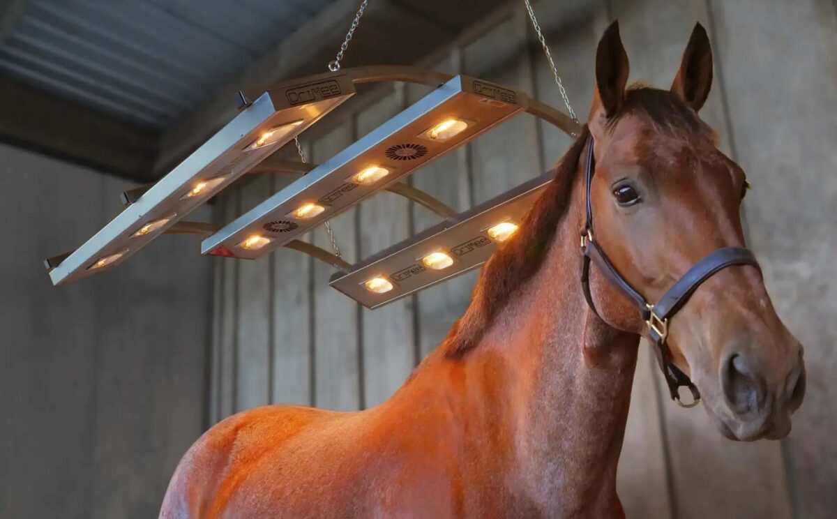 solarium-cheval-bonnes-pratiques