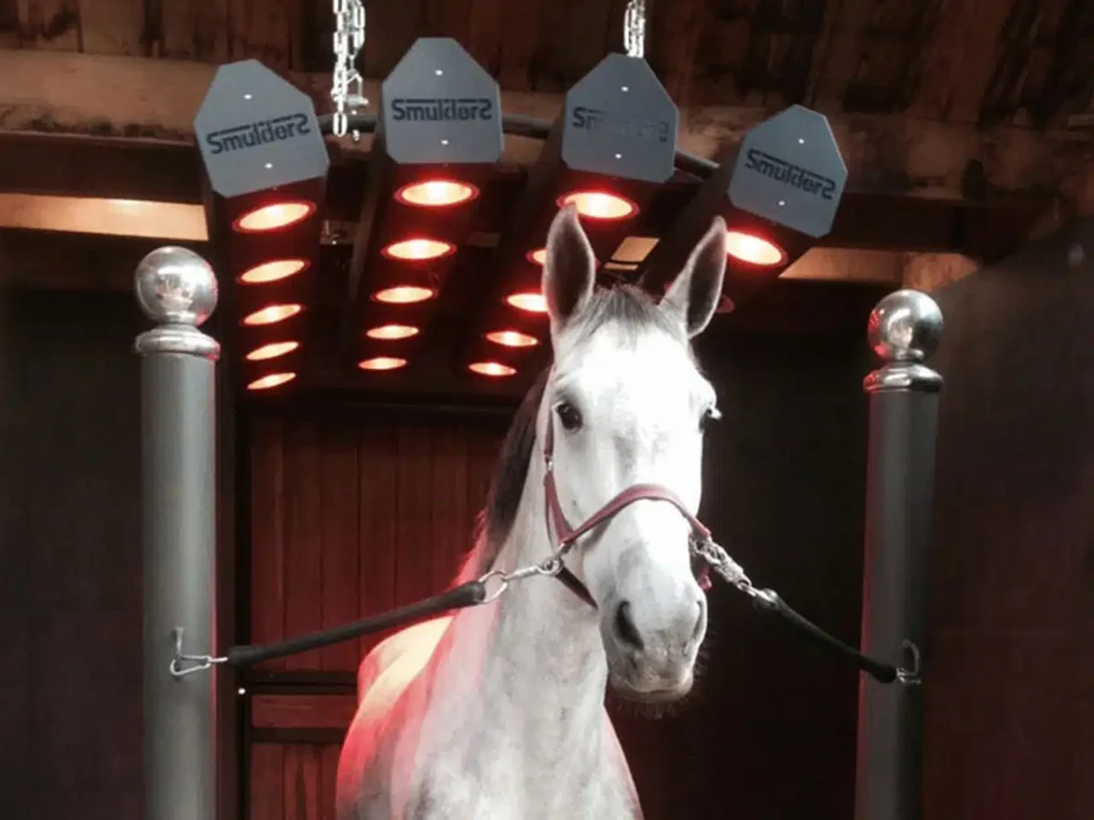 solarium-cheval-smulders
