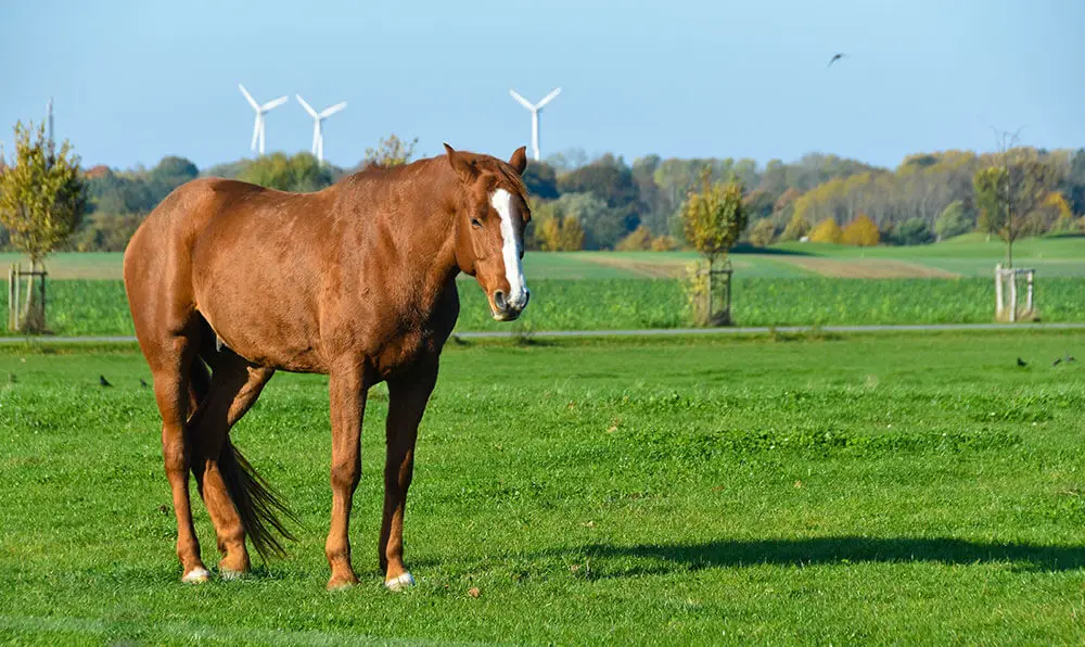 symptomes-cheval-qui-manque-energie