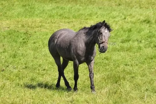 syndrome-de-wobbler-cheval-causes-symptomes-traitement