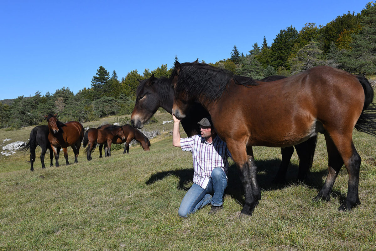 taille-cheval-vercors-barraquand-temperament