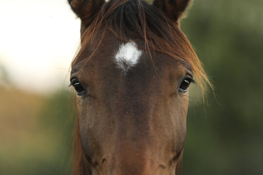 temps-guerison-ulcere-corneen-cheval