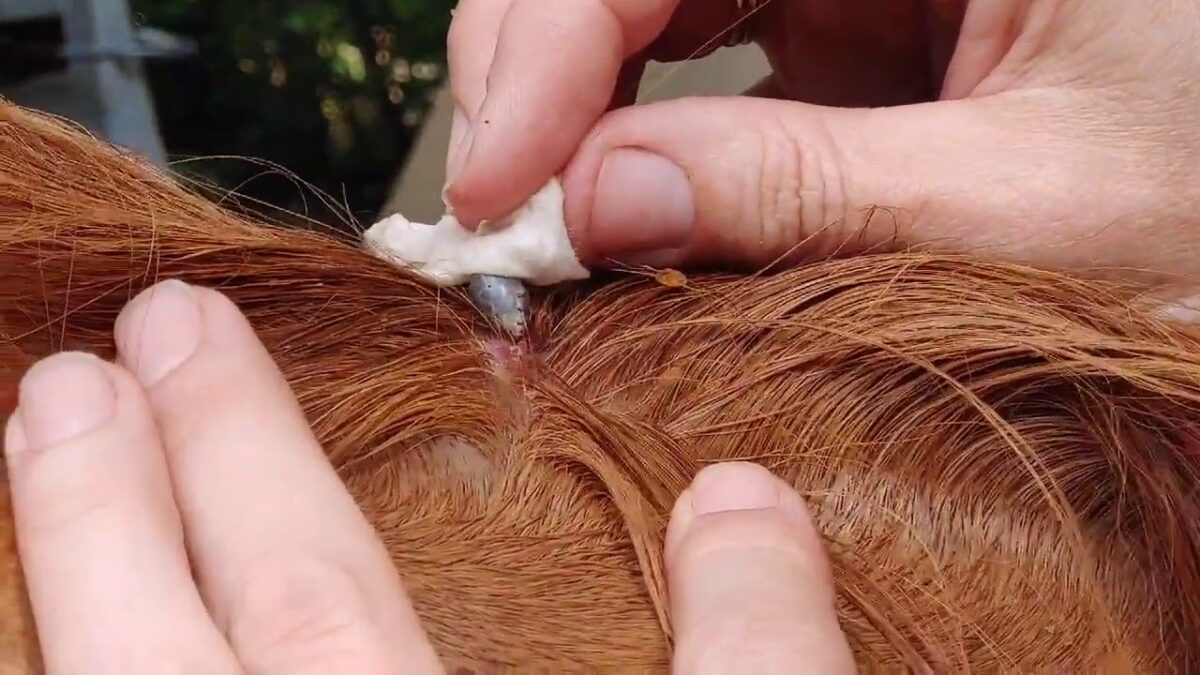 tiques-cheval-maladie-risques-dangers