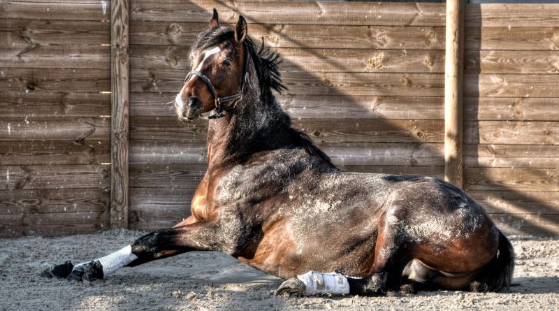 traitement-omeprazole-chevaux-effets-secondaires