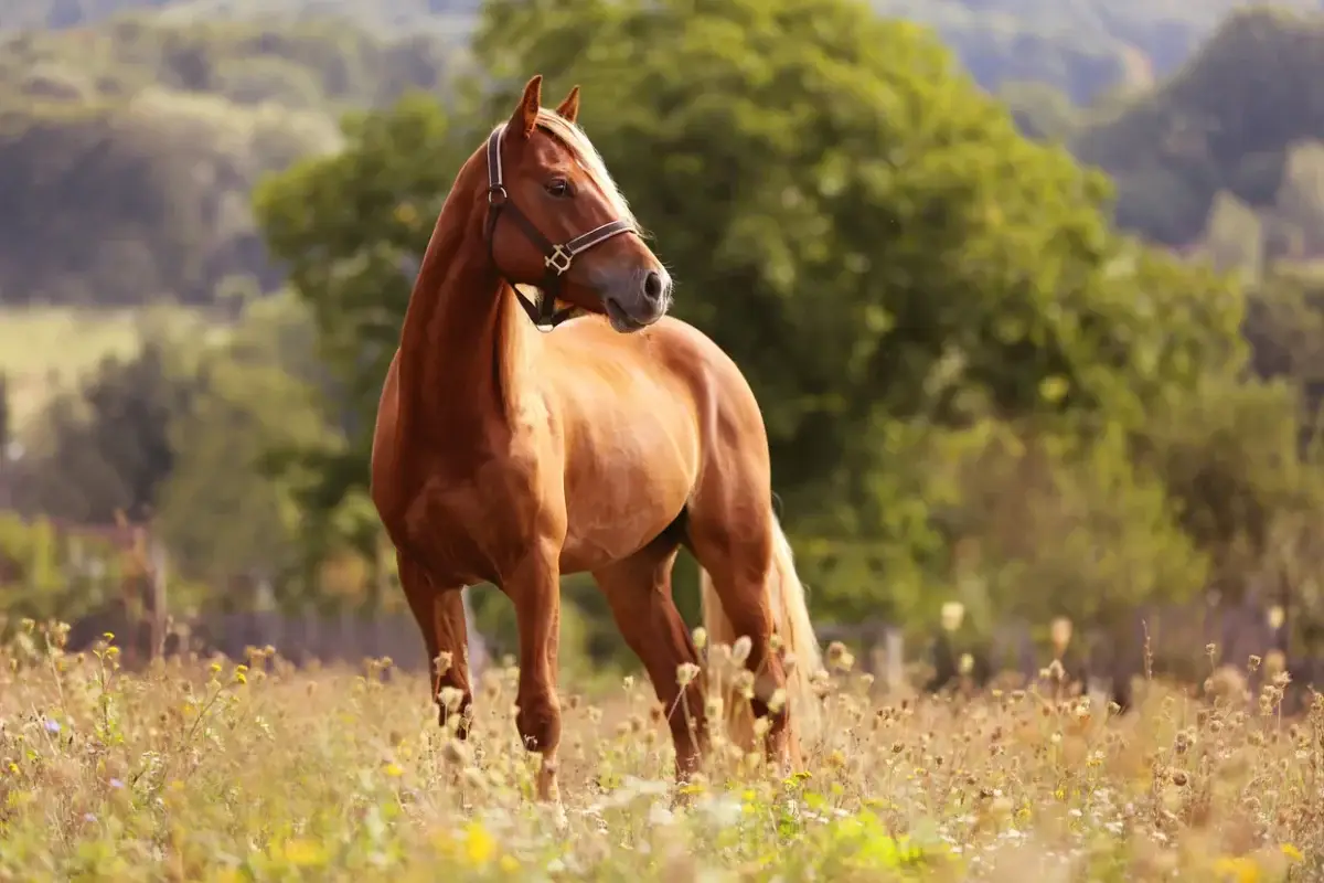 ulcere-cornee-cheval-que-faire
