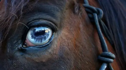 ulcere-oeil-cheval-causes-symptomes-traitement