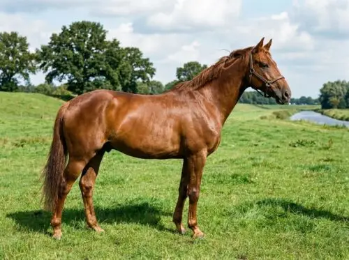 westphalien-cheval-origine-prix-taille