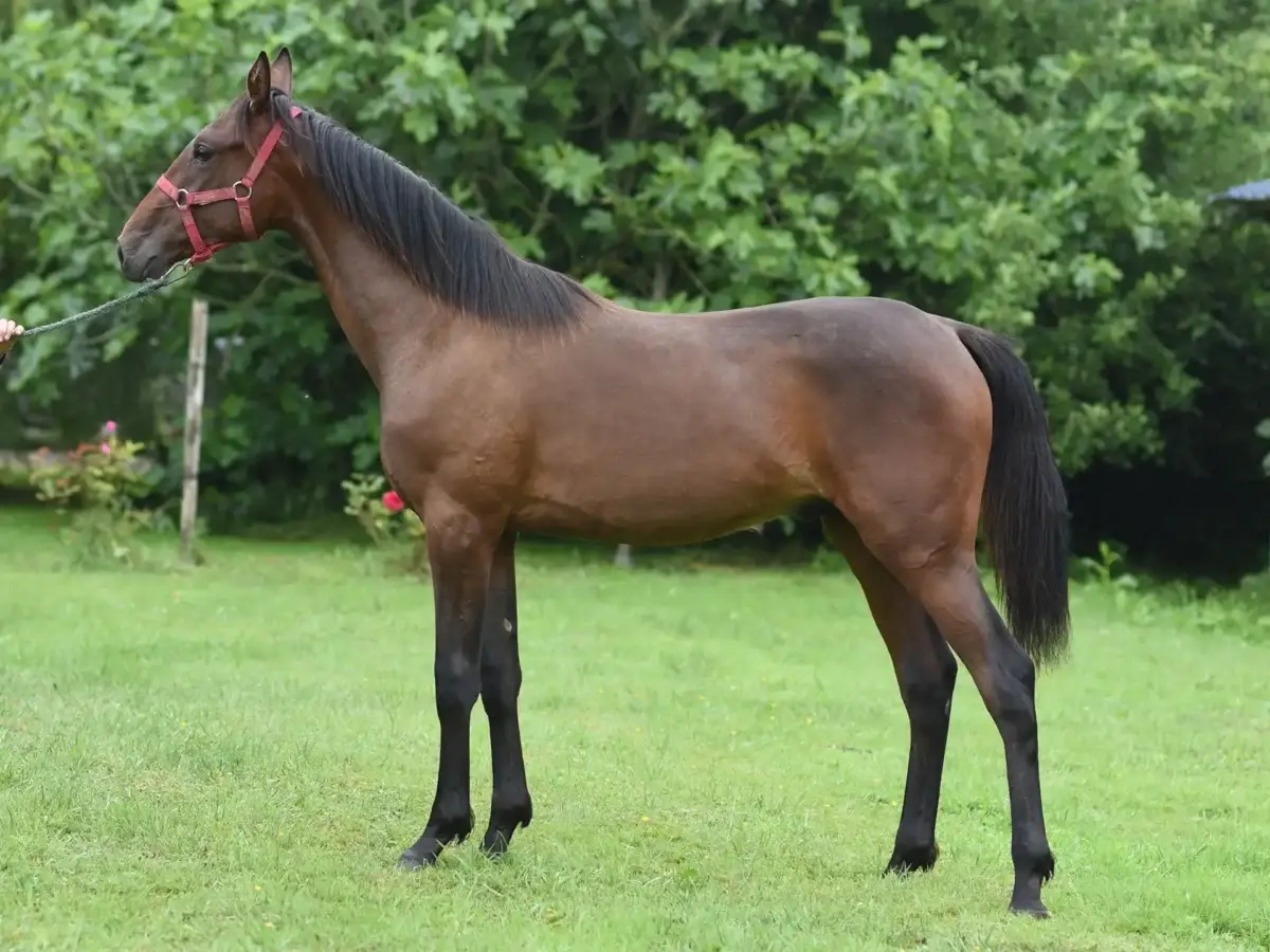 yearling-cheval-origine-prix-taille