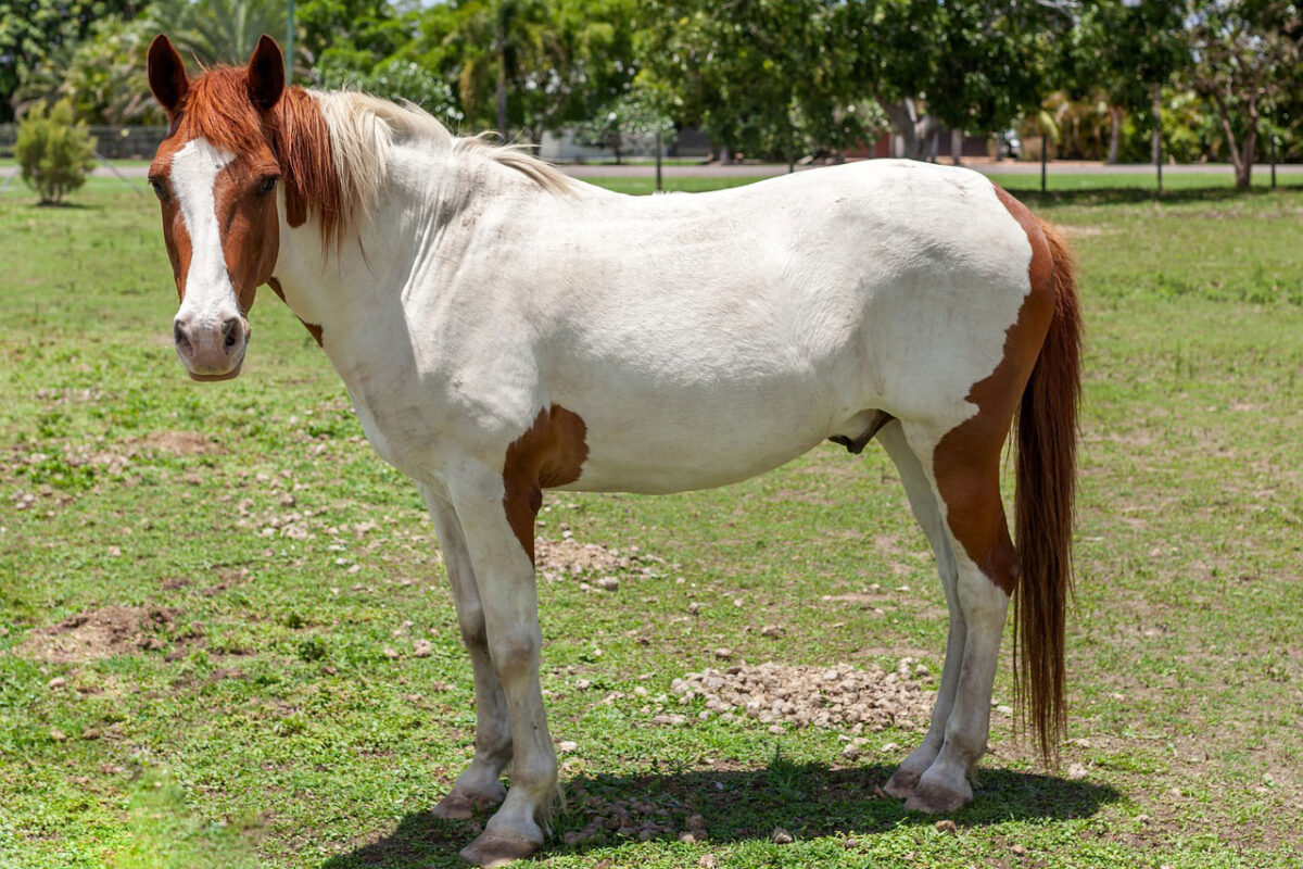 a-quoi-ressemble-couleur-tovero-cheval-pie