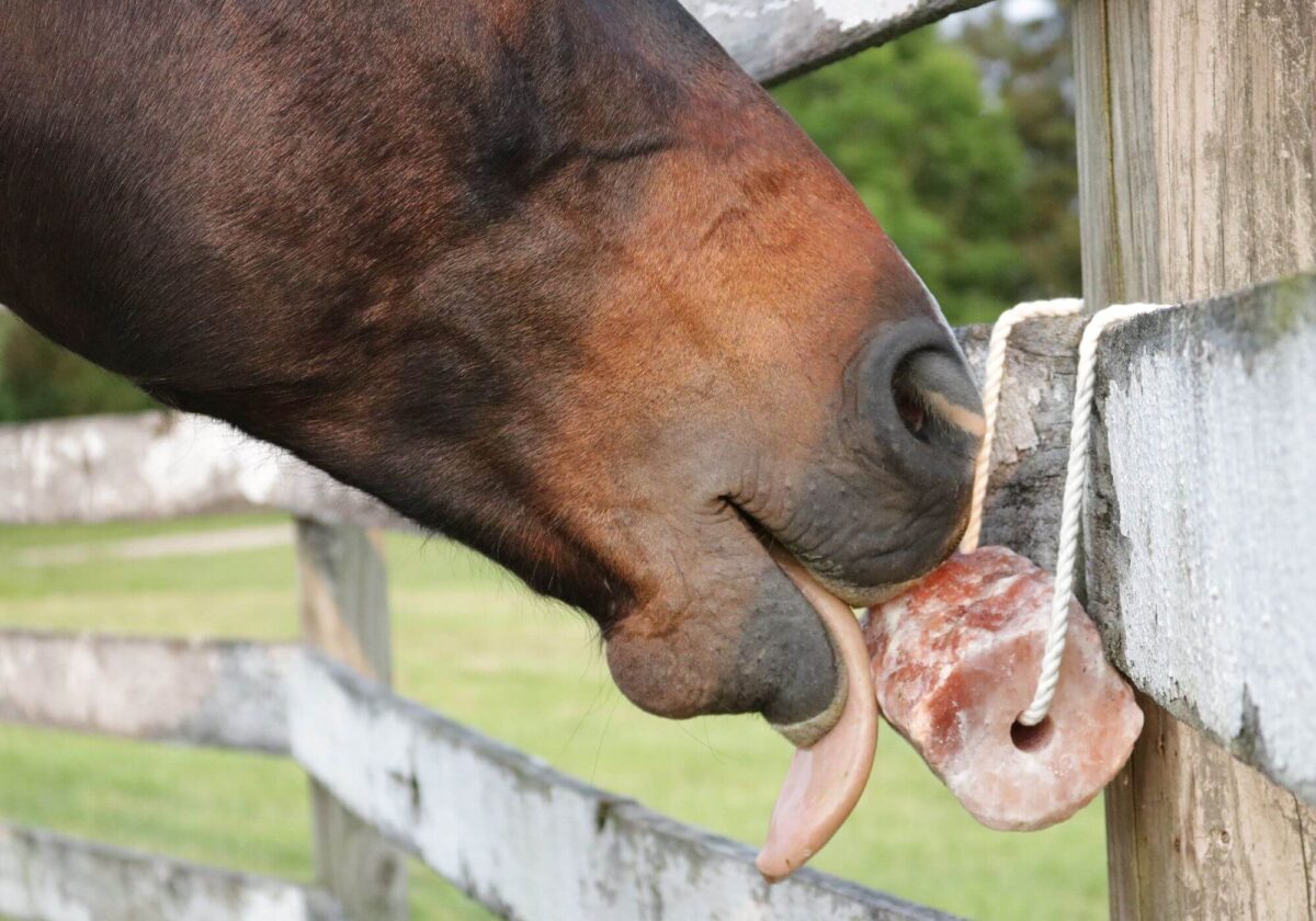 a-quoi-sert-pierre-a-sel-cheval