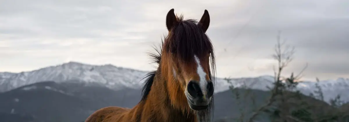 age-cheval