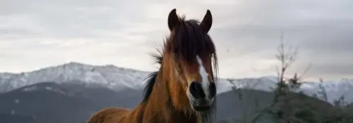 age-cheval