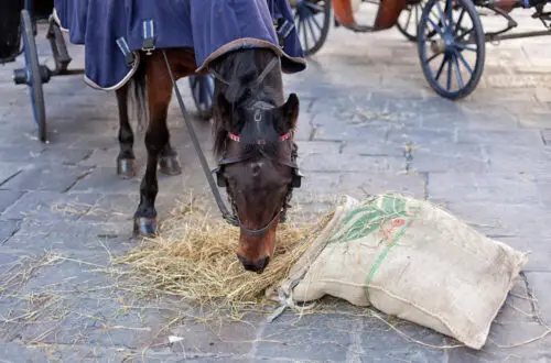 avoine-cheval-bienfaits-alimentation-ration