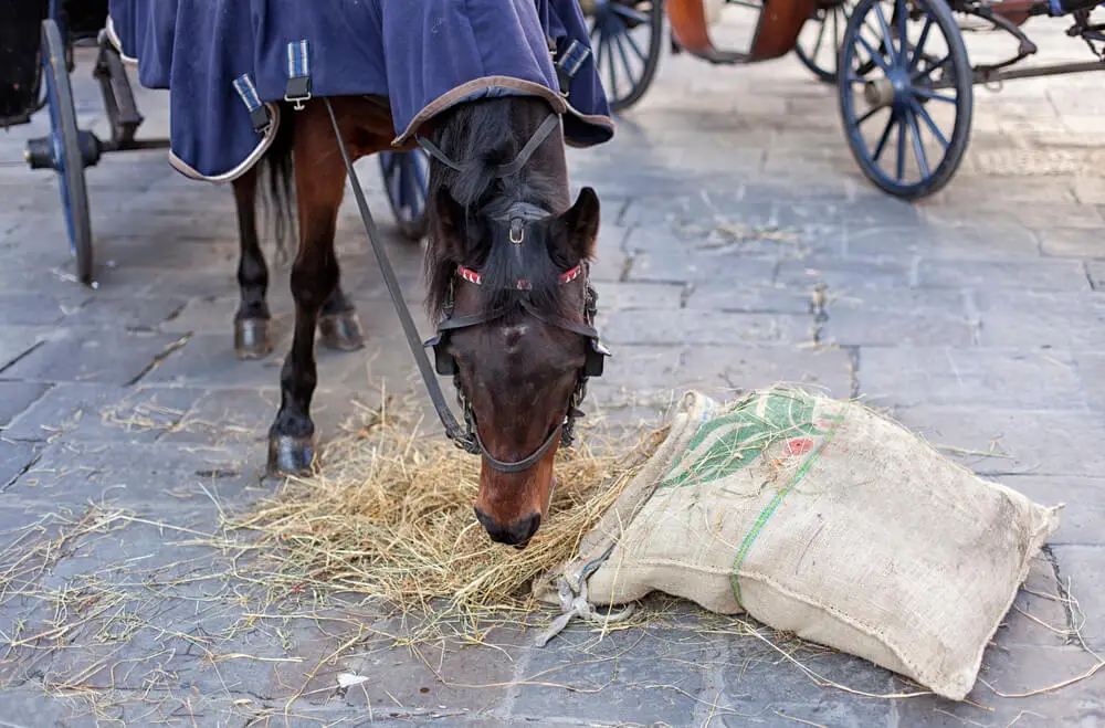 avoine-cheval-bienfaits-alimentation-ration