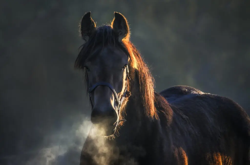 balsamic-air-sirop-confort-respiratoire-cheval