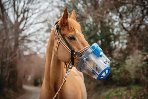 balsaneb-cheval-prix-utilisation-avis