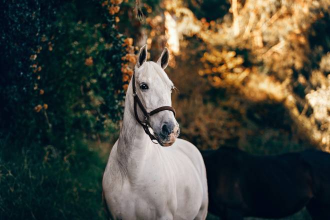 boswellia-arthrose-cheval-poudre