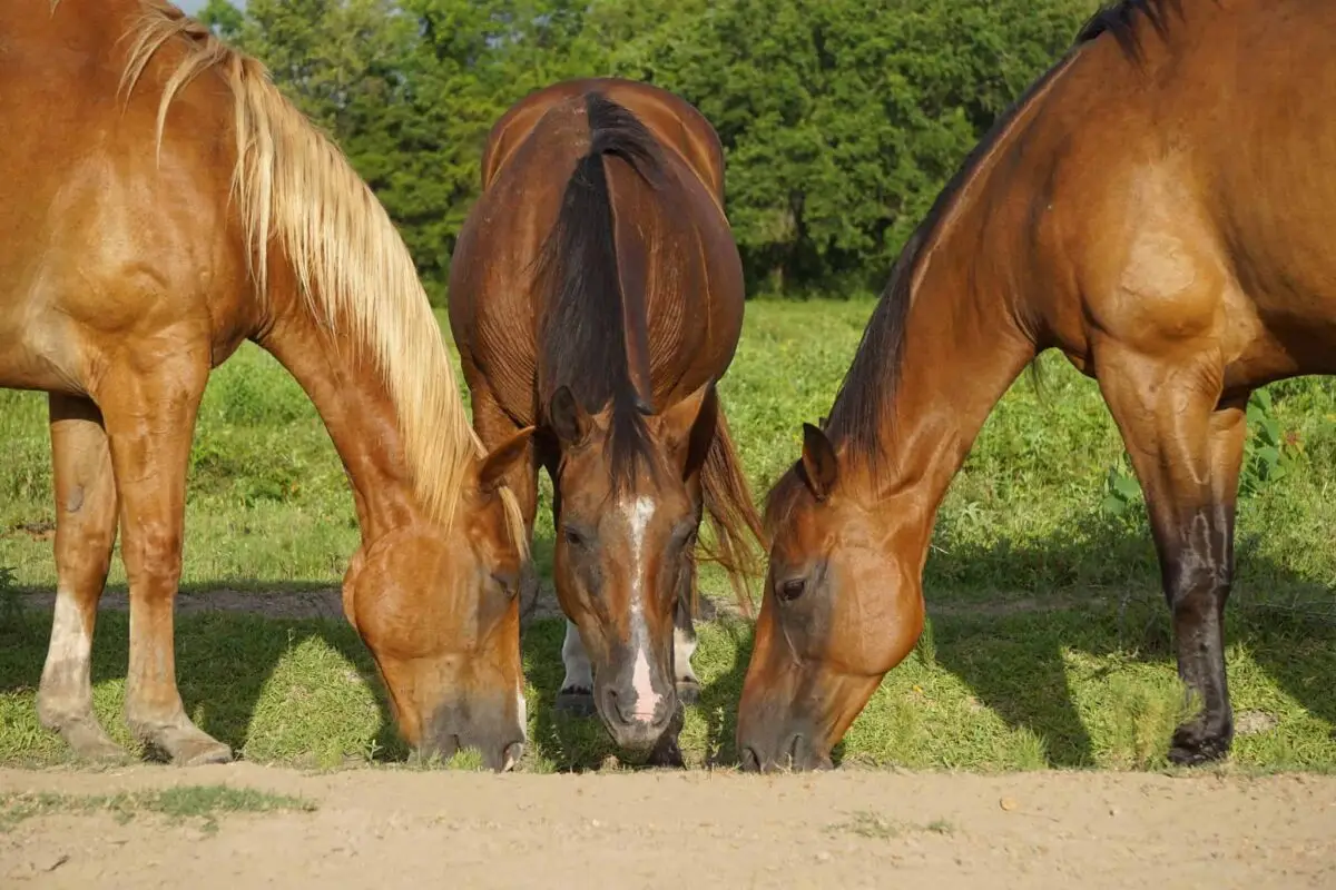 boswellia-cheval-bienfaits-avis-effets-secondaires