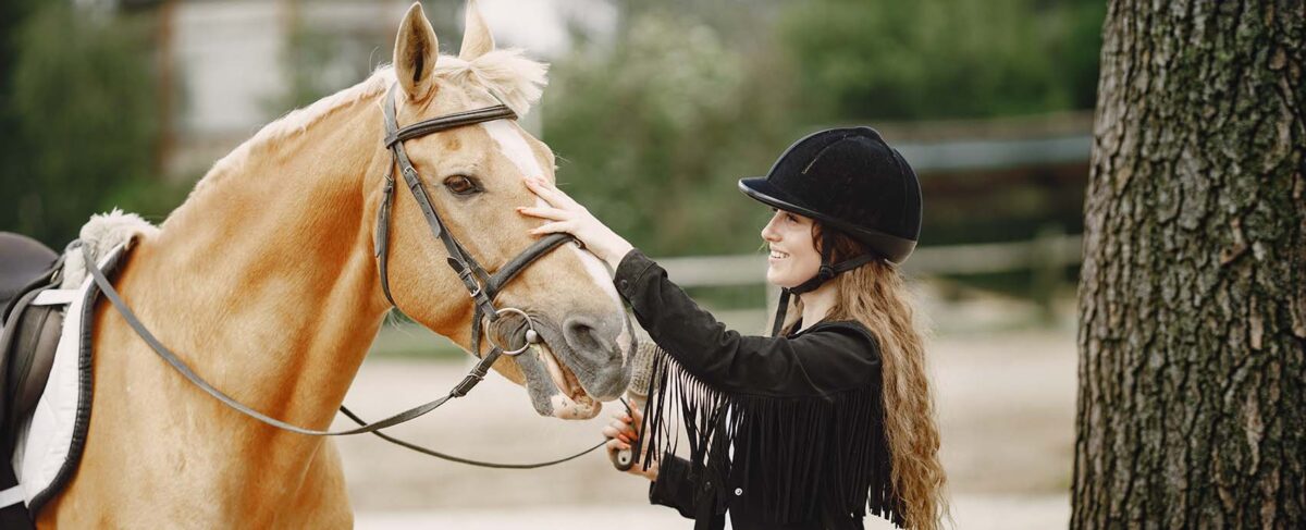 chevaux-a-vendre-a-petit-prix