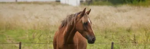 chondroprotecteur-cheval