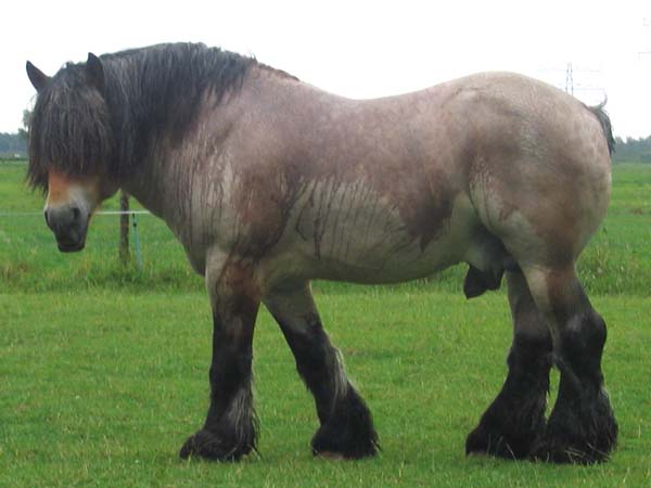 combien-coute-cheval-brabant-belge