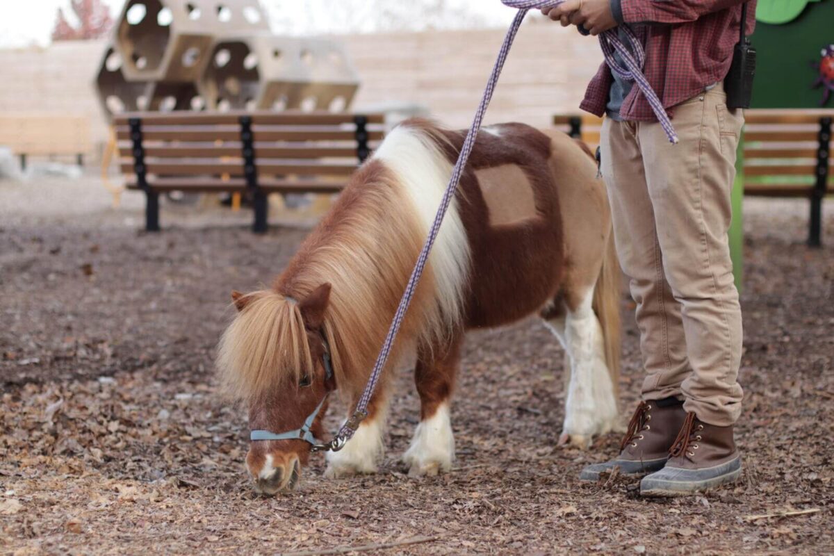 combien-mesure-cheval-le-plus-petit-du-monde