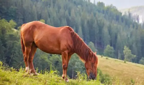 comment-faire-anti-mouche-cheval