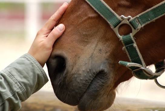 comment-nettoyer-plaie-cheval