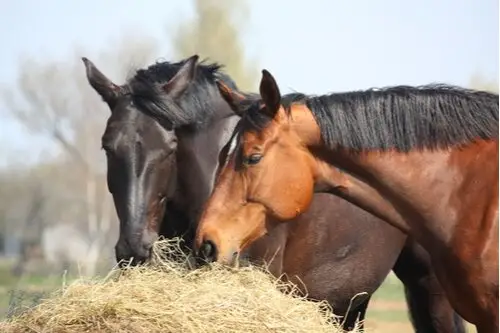 comment-refaire-flore-intestinale-cheval