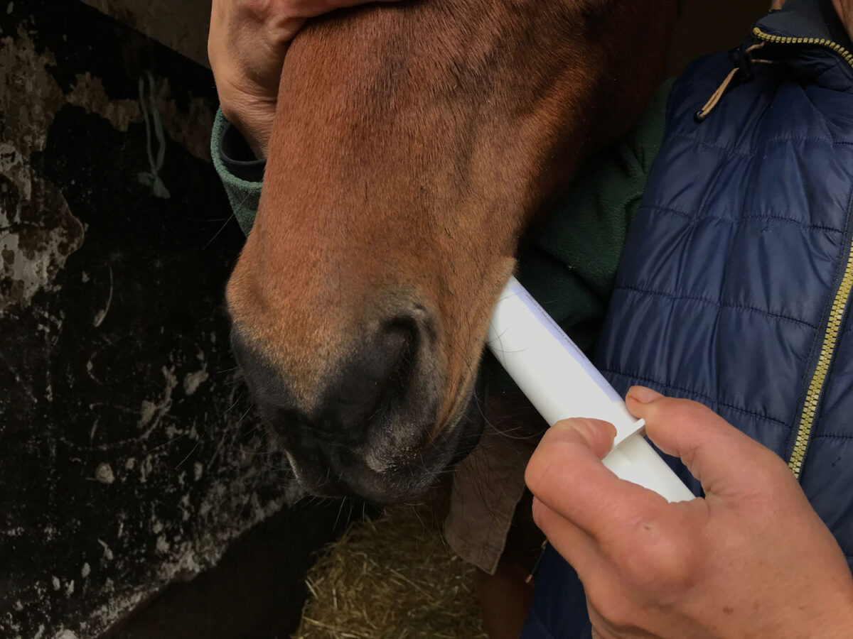 comment-utiliser-argile-alimentaire-chevaux