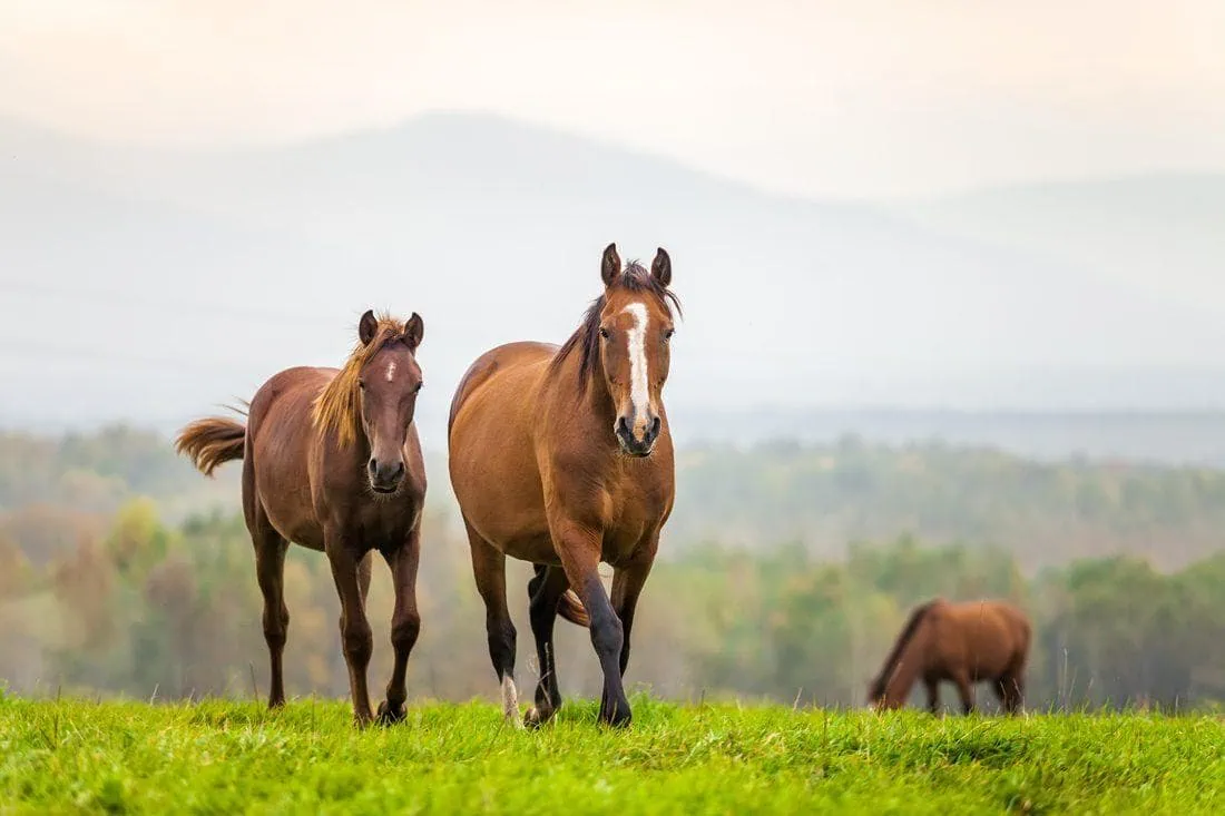 complements-alimentaires-vitamine-c-cheval-bons-ou-mauvais