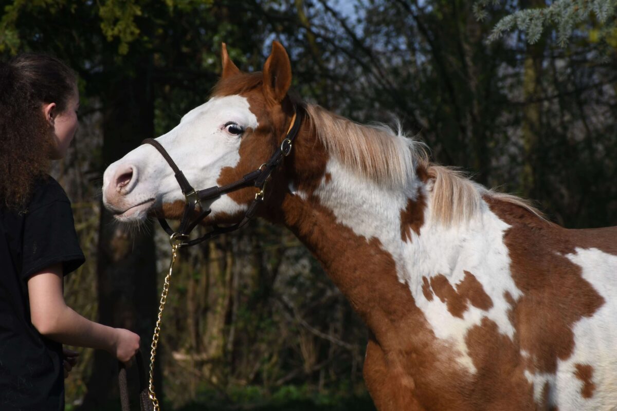 couleur-overo-cheval-definition