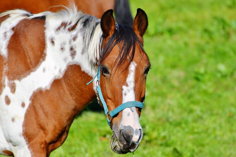 couleur-tobiano-cheval