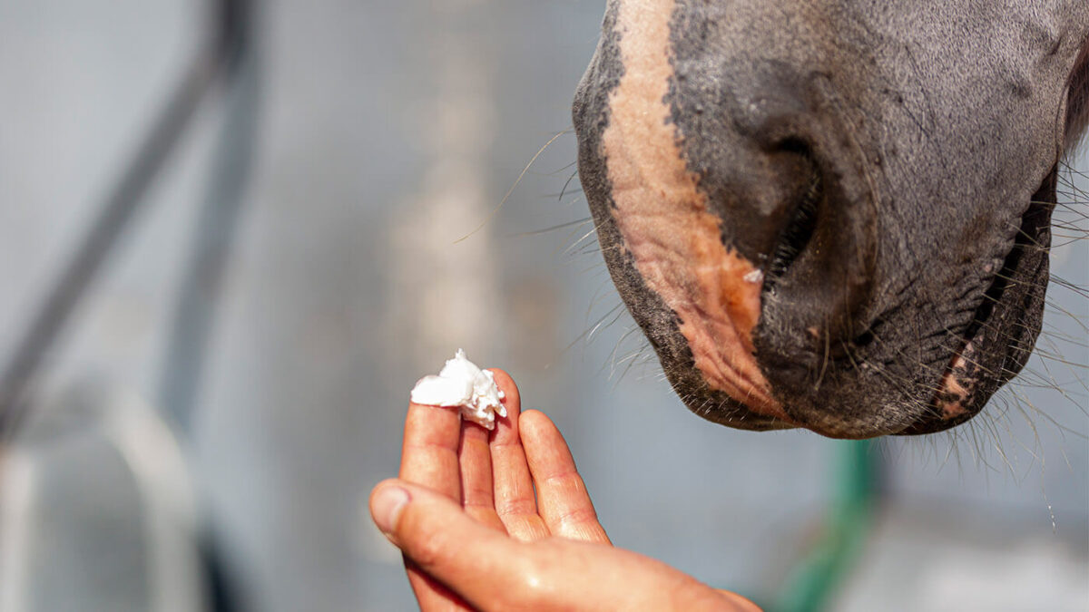 creme-anti-uv-cheval-application-dose