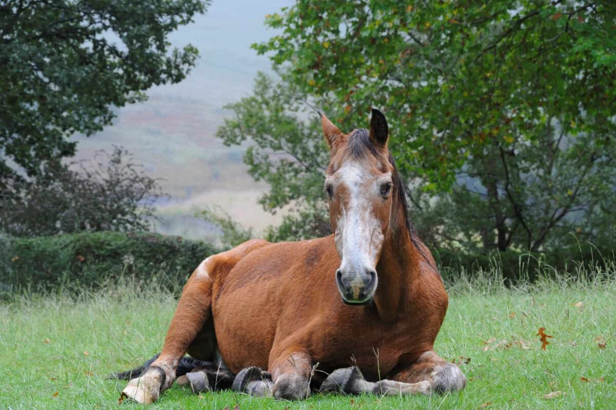 creme-baume-reparateur-cheval