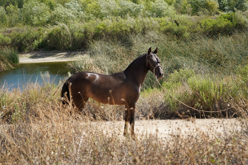 cure-ortie-seche-cheval-complement