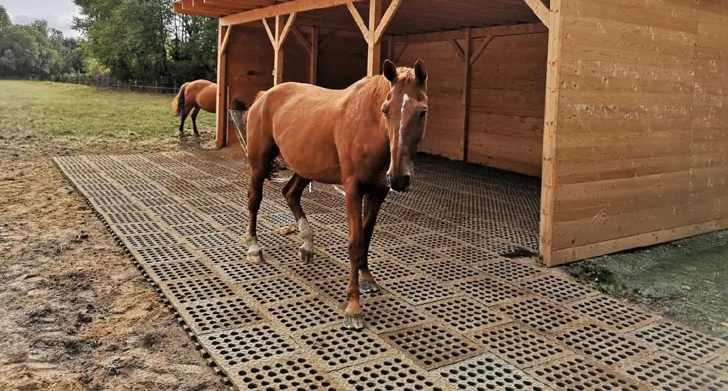 dalle-stabilisatrice-chevaux