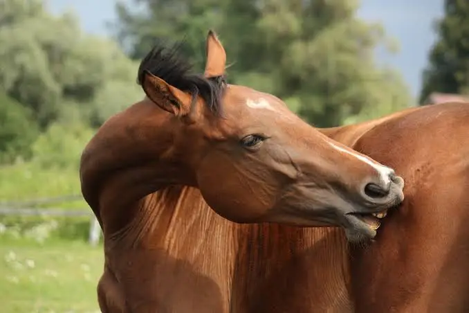 dermit-stop-cheval-utilisation-prix-avis-composition