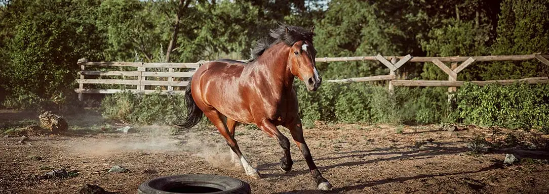 detox-cheval