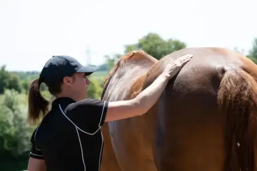 drainage-lymphatique-cheval-definition-enjeux-quand-le-faire
